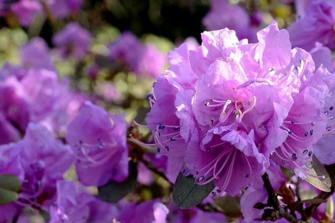 rhododendron