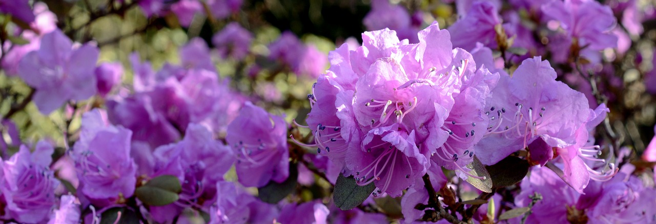 rhododendron (c) annca/Pixabay.com