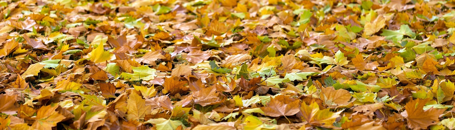 Herbstferien (c) © CC0 - pixabay.com