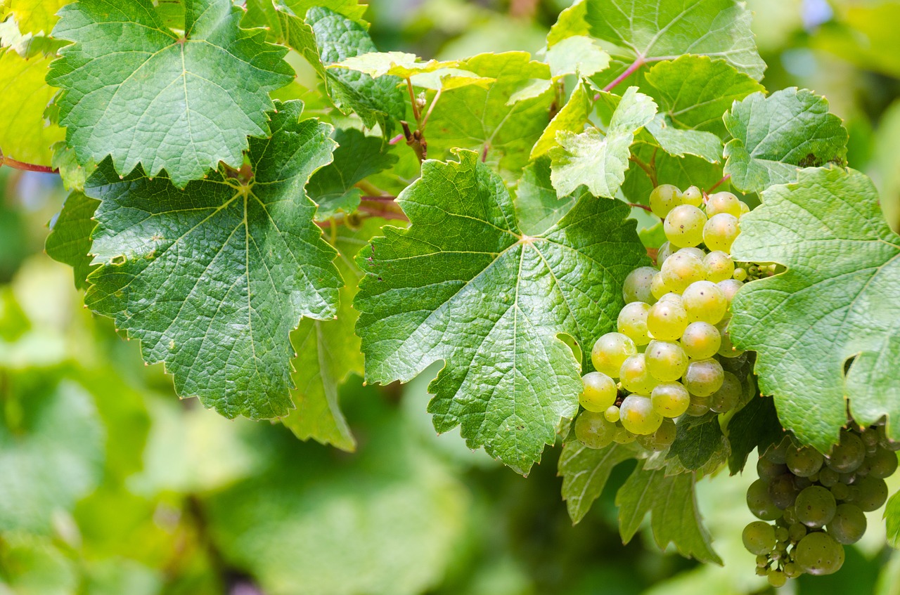 wine mosel (c) casc In: Pixabay.com